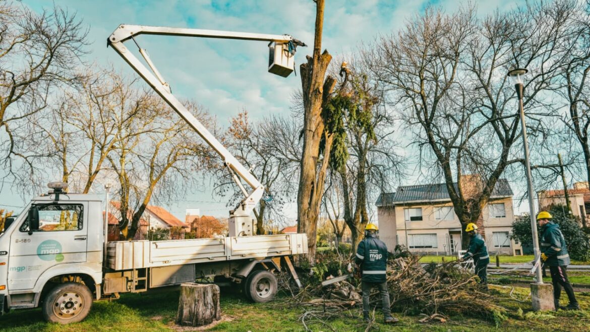 El Municipio avanza en la reforestación del Parque Primavesi